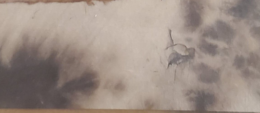 DIORITE PINTO DYED LOKTA PAPER